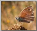 Coenonympha pamphilus